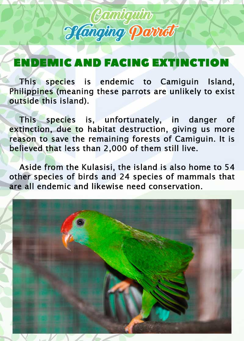 Camiguin Hanging Parrot page 3